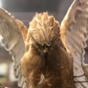 Meet your Posher, Adrian